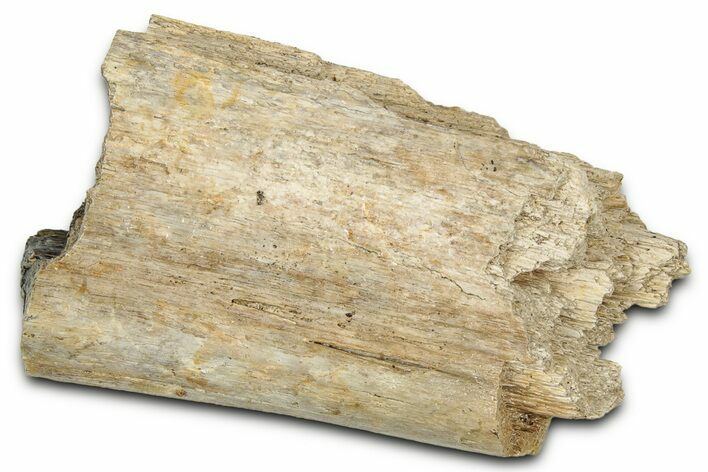 Fossil Tyrannosaur (T rex) Rib Section - Wyoming #342747